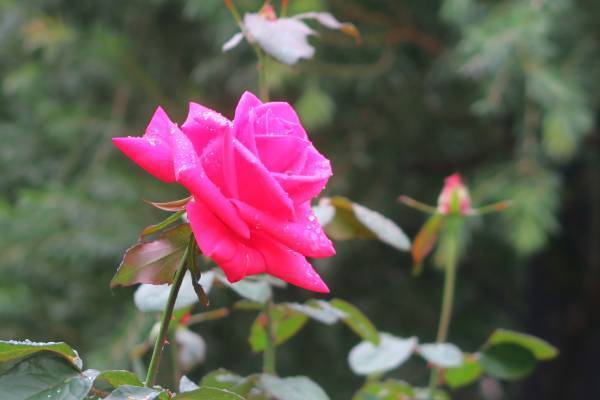 ついに秋バラが見ごろ！旧古河庭園「秋のバラフェスティバル」開催中！【北区】