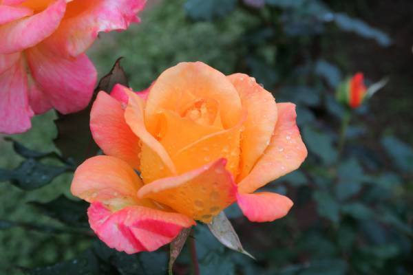 ついに秋バラが見ごろ！旧古河庭園「秋のバラフェスティバル」開催中！【北区】