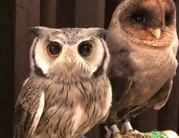 吉祥寺駅より徒歩2分『フクロウカフェ&バー 格闘梟』もふもふのフクロウに癒される東京のカフェ&バー！Findサービスで情報を公開中