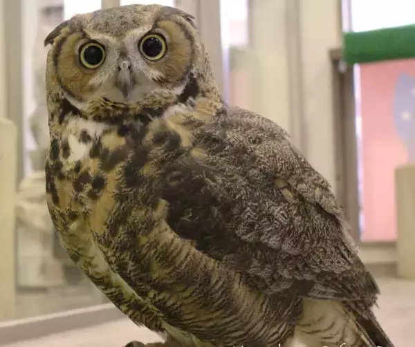 吉祥寺駅より徒歩2分『フクロウカフェ&バー 格闘梟』もふもふのフクロウに癒される東京のカフェ&バー！Findサービスで情報を公開中