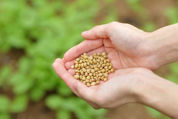 【星のや竹富島】島の食文化を反映したサステナブルな新料理「島テロワール」を提供開始 ～植物由来食品を主食材とした今冬のディナーコース～｜開始日：2022年12月10日