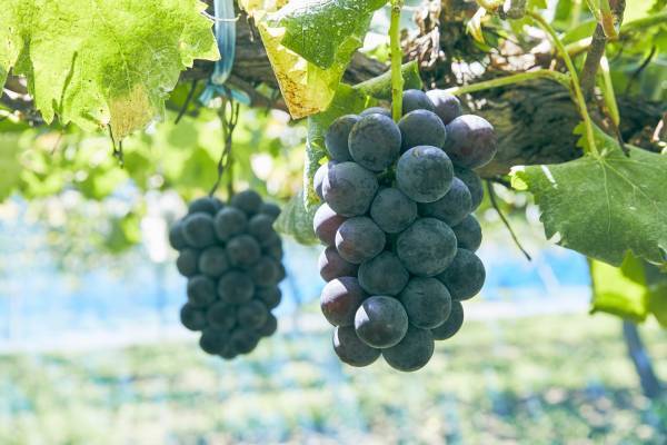 山口県周南市須金フルーツランドから旬の「梨」と自慢の「ニューピオーネ」をお届けします！