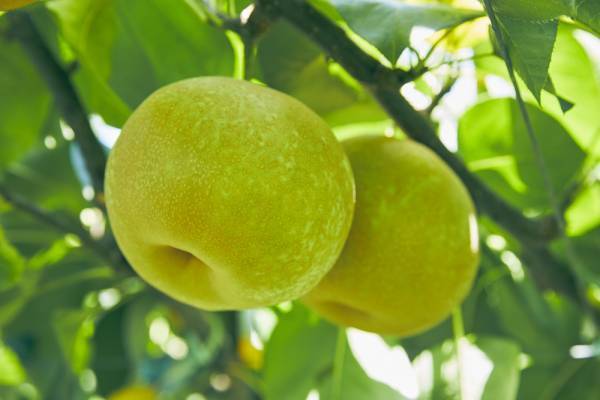 山口県周南市須金フルーツランドから旬の「梨」と自慢の「ニューピオーネ」をお届けします！