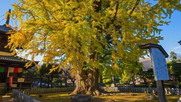 学園生活コミュニティ「キャラフレ」｜荘厳な大銀杏『足利・鑁阿寺』校外学習イベントのお知らせ