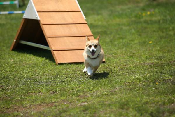 「ゴヨウツツジ 那須ゴンドラ」運行開始のお知らせ