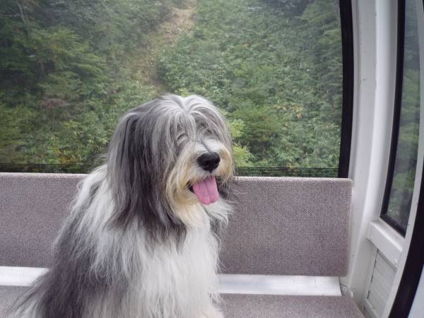 「ゴヨウツツジ 那須ゴンドラ」運行開始のお知らせ