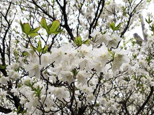 「ゴヨウツツジ 那須ゴンドラ」運行開始のお知らせ