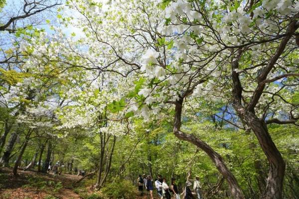 「ゴヨウツツジ 那須ゴンドラ」運行開始のお知らせ