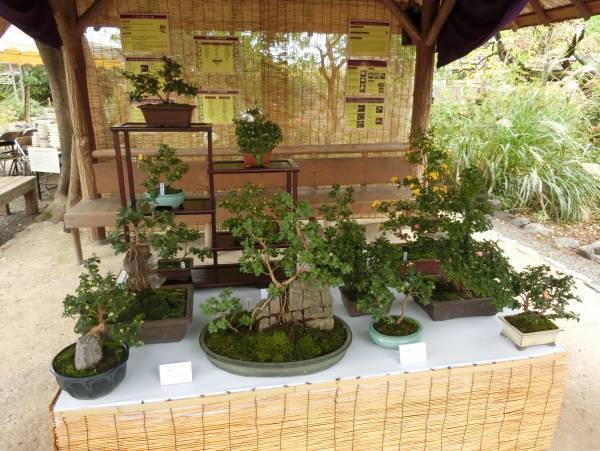 11月5日（土）～11月23日（水・祝）向島百花園「菊が彩る江戸花屋敷」を開催！