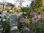 11月5日（土）～11月23日（水・祝）向島百花園「菊が彩る江戸花屋敷」を開催！