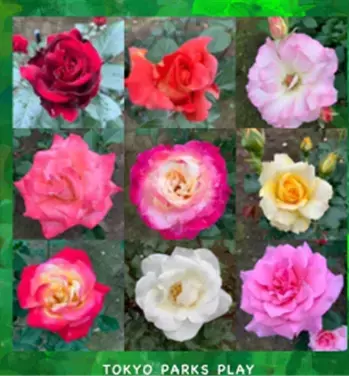 秋留台公園「ローズフェスタウィーク　秋」10月17日（月）～23日（日）開催決定！