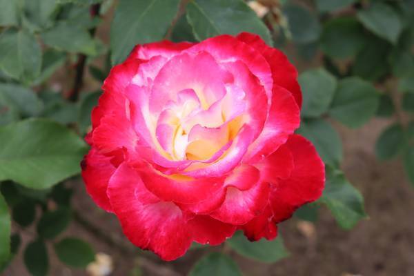 秋留台公園「ローズフェスタウィーク　秋」10月17日（月）～23日（日）開催決定！