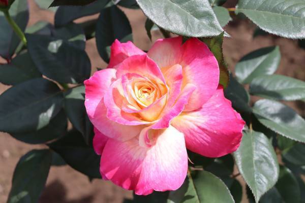 秋留台公園「ローズフェスタウィーク　秋」10月17日（月）～23日（日）開催決定！