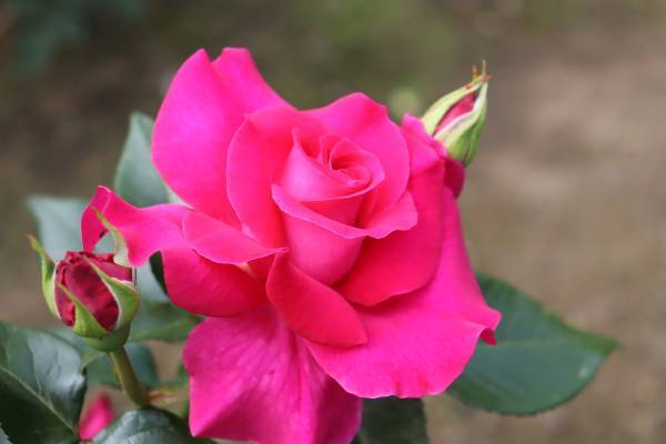 秋留台公園「ローズフェスタウィーク　秋」10月17日（月）～23日（日）開催決定！