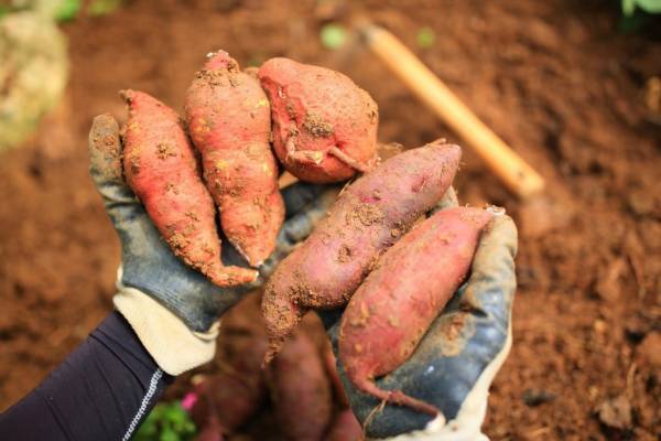 【星のや竹富島】竹富島の文化体験や作物の収穫体験ができる「てぇどぅんツアー」を実施｜期間：2022年3月1日～6月30日