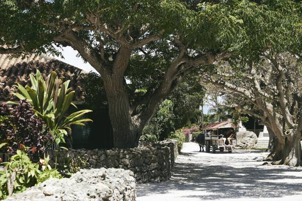【星のや竹富島】竹富島の文化体験や作物の収穫体験ができる「てぇどぅんツアー」を実施｜期間：2022年3月1日～6月30日