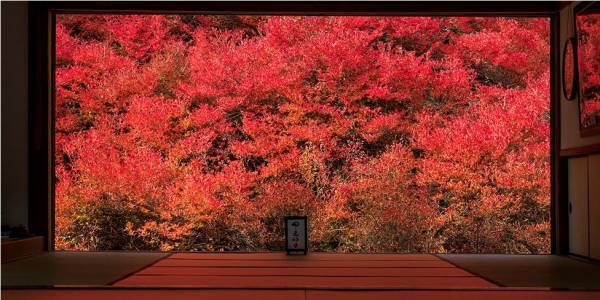 大江戸温泉物語が宿を拠点に楽しむ全国の紅葉情報をまとめた 「紅葉のみどころ特集」ページを公開