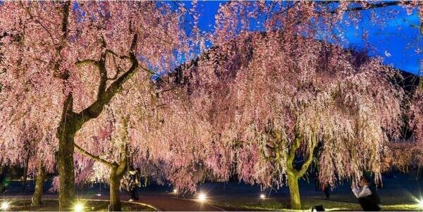 大江戸温泉物語 石川県と福井県の宿で楽しむ【かに食べ放題付き 春のまんぞくバイキング】とお花見情報