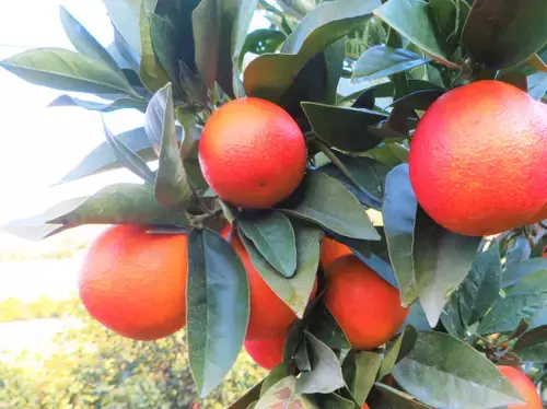 【夏季限定】希少な愛媛県産ブラッドオレンジを贅沢にしぼった真っ赤なジャム！「国産ブラッドオレンジ マーマレード」発売【サンクゼール】