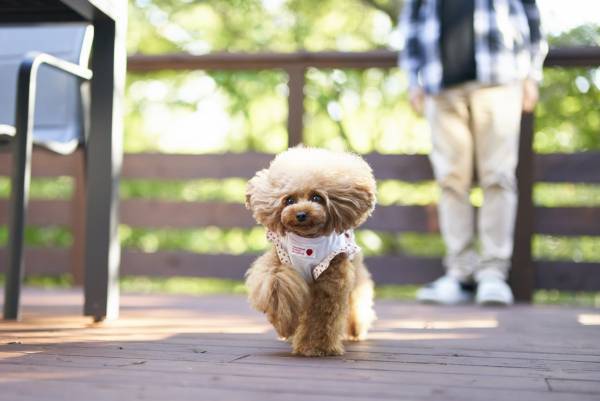 ペットと泊まれるキュートな貸別荘「スイートヴィラ 那須高原Doggy’s オハナ」11月2日開業