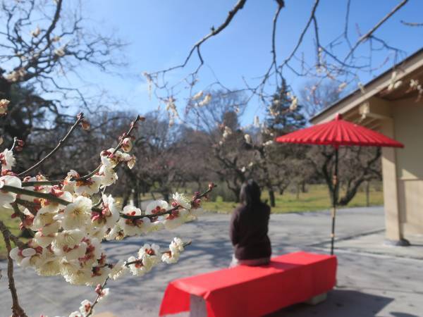【いよいよ来週スタート！】神代植物公園「梅まつり」のお知らせ〈２月14日（火）～3月5日（日）〉