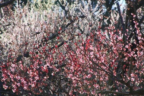 【いよいよ来週スタート！】神代植物公園「梅まつり」のお知らせ〈２月14日（火）～3月5日（日）〉