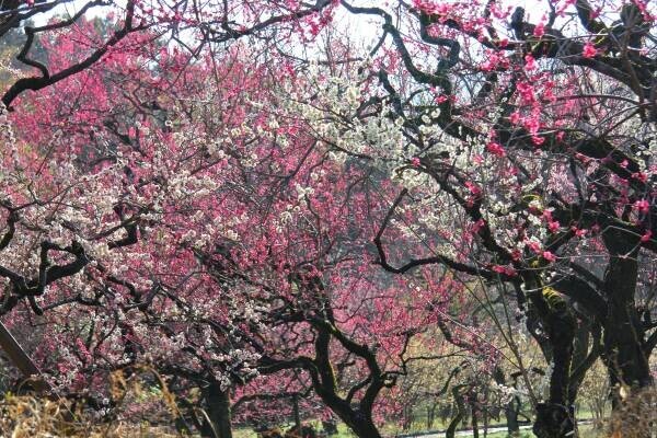 【いよいよ来週スタート！】神代植物公園「梅まつり」のお知らせ〈２月14日（火）～3月5日（日）〉