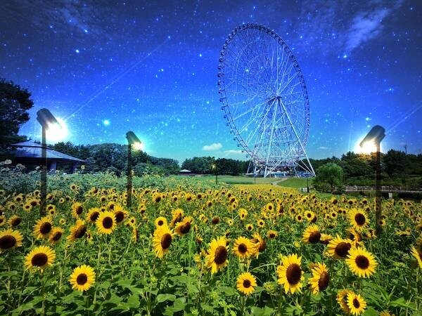 【葛西臨海公園】＜7/14㈮～8/13㈰まで＞大観覧車を背景に約３万本のひまわりをライトアップ！夏の葛西臨海公園で「花と光のムーブメント」開催。