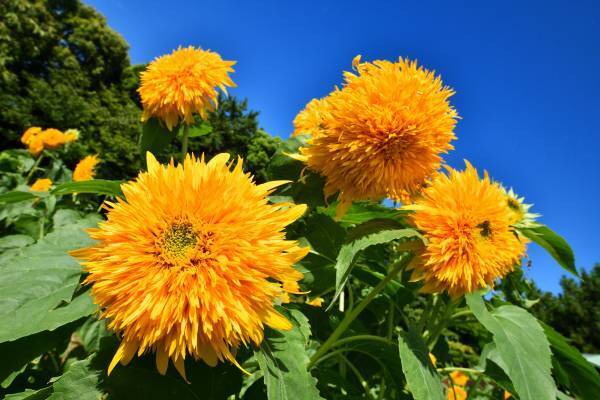 【葛西臨海公園】＜7/14㈮～8/13㈰まで＞大観覧車を背景に約３万本のひまわりをライトアップ！夏の葛西臨海公園で「花と光のムーブメント」開催。