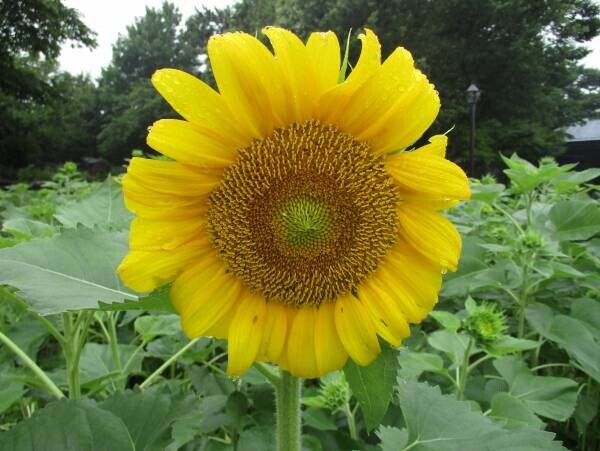 【葛西臨海公園】＜7/14㈮～8/13㈰まで＞大観覧車を背景に約３万本のひまわりをライトアップ！夏の葛西臨海公園で「花と光のムーブメント」開催。