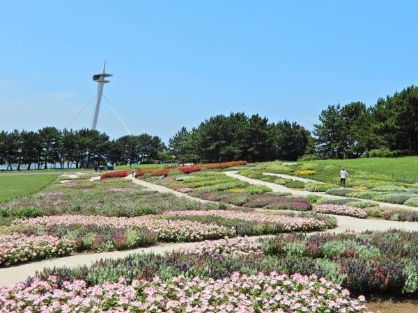 【葛西臨海公園】＜7/14㈮～8/13㈰まで＞大観覧車を背景に約３万本のひまわりをライトアップ！夏の葛西臨海公園で「花と光のムーブメント」開催。
