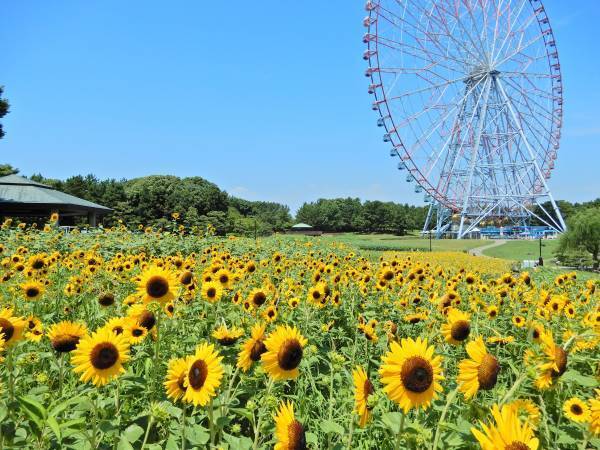 【葛西臨海公園】＜7/14㈮～8/13㈰まで＞大観覧車を背景に約３万本のひまわりをライトアップ！夏の葛西臨海公園で「花と光のムーブメント」開催。