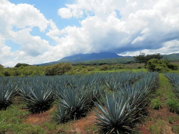 いま注目の低GI甘味料「アガベシロップ」を使ったカクテルレシピを5月25日(木)公開しました。日本を代表するオーセンティックバー「毛利バー」とのコラボ企画【株式会社クインビーガーデン】