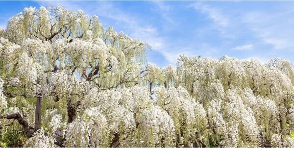 ホテル往復直行バスで気軽にアクセスできる、大江戸温泉物語 栃木県の宿【かに食べ放題付き 春のまんぞくバイキング】とお花見情報