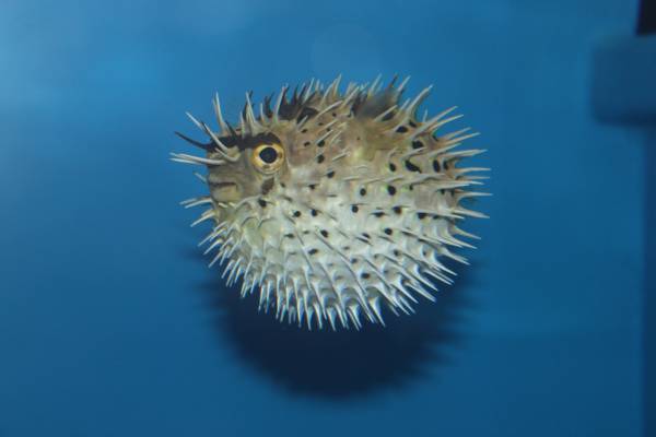 季節を彩る花と魚たちのコラボレーション！ 『ブルーミング アクアワールド・大洗～オータム～』 期間限定「秋バラ水槽」を展示中