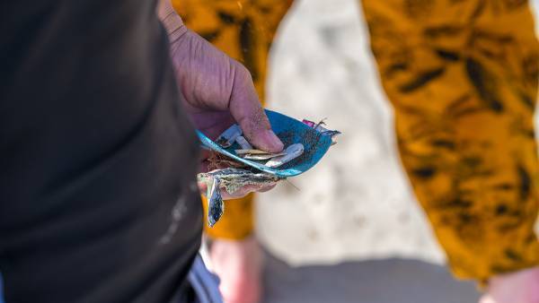 4者協働事業となる美しい海の保全と意識醸成を目指す「下田市の海浜回収ペットボトルアップサイクルプロジェクト」2023年度終了報告