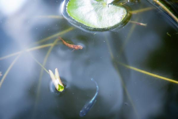 広島ホームテレビ【せとチャレ！STU48】奥深き改良メダカの世界をフカボリ