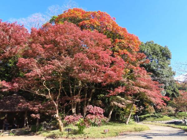 【都立文化財9庭園】紅葉の見ごろをお知らせします！