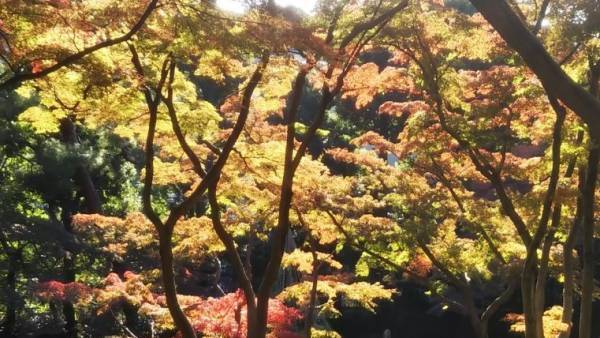 【都立文化財9庭園】紅葉の見ごろをお知らせします！