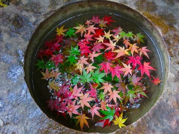 【都立文化財9庭園】紅葉の見ごろをお知らせします！