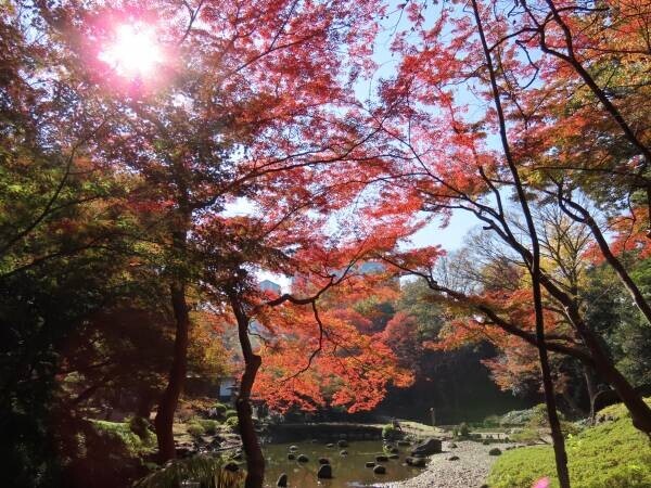 【都立文化財9庭園】紅葉の見ごろをお知らせします！