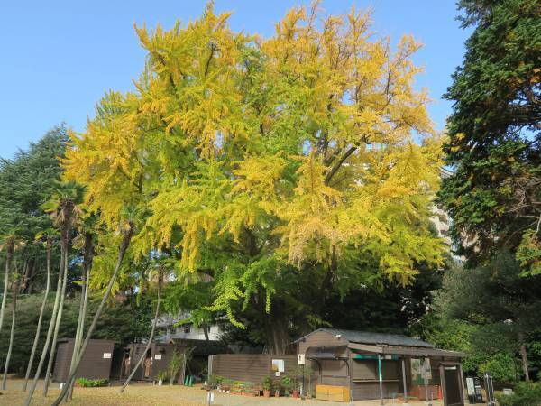 【都立文化財9庭園】紅葉の見ごろをお知らせします！