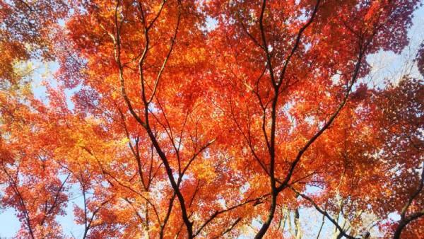 【都立文化財9庭園】紅葉の見ごろをお知らせします！