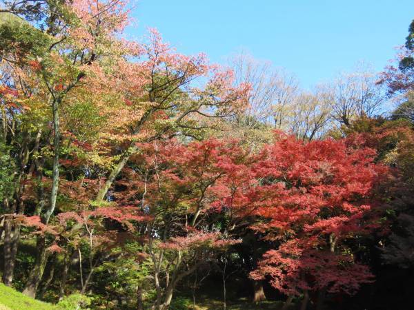 【都立文化財9庭園】紅葉の見ごろをお知らせします！