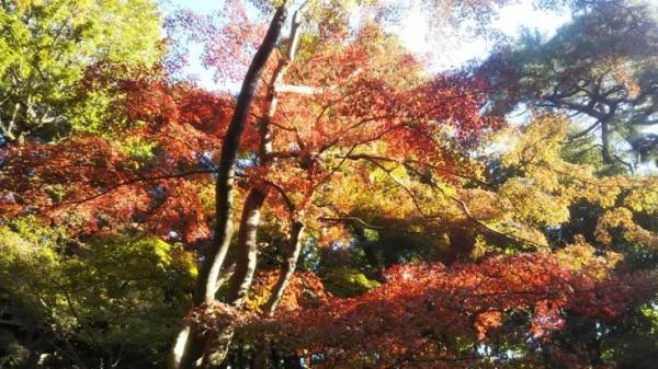 【都立文化財9庭園】紅葉の見ごろをお知らせします！