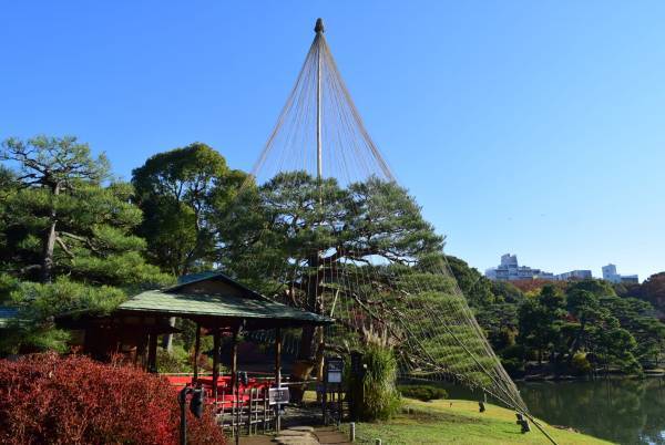 【都立文化財9庭園】紅葉の見ごろをお知らせします！