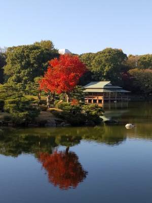 【都立文化財9庭園】紅葉の見ごろをお知らせします！