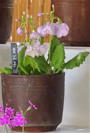 【向島百花園】～江戸の花園で春を満喫～ 『サクラソウの展示』≪４月19日（水）～４月23日（日）≫