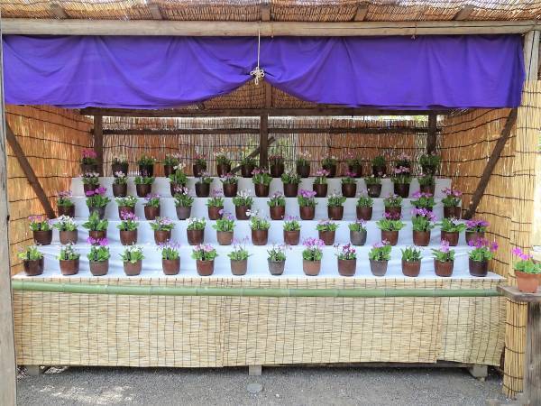 【向島百花園】～江戸の花園で春を満喫～ 『サクラソウの展示』≪４月19日（水）～４月23日（日）≫