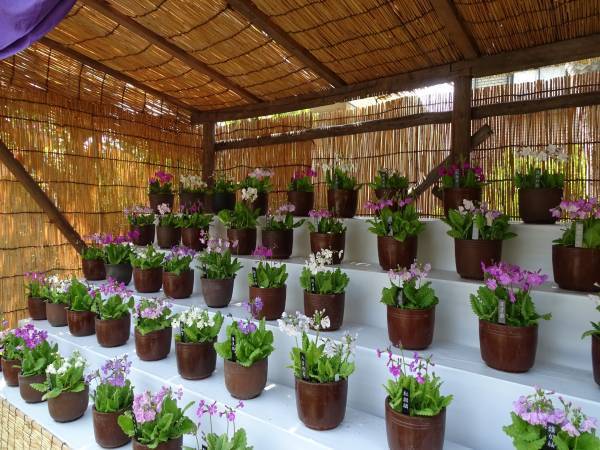 【向島百花園】～江戸の花園で春を満喫～ 『サクラソウの展示』≪４月19日（水）～４月23日（日）≫